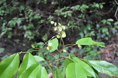 Kingiodendron pinnatum